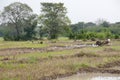 Man with motor plow in rice field