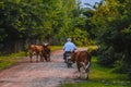 Man on a motorbike leading three cows down a dirt road in a forested area