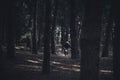 A man on a motorcycle rides in the woods between the trees. Light and shade. Landscape