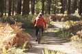 Man mountain biking through a forest, back view Royalty Free Stock Photo