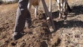 A man in the Mountains Ploughing his field with a pair of oxen. Garhwal Region of Uttarakhand