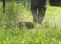 The man mowing green wild grass field using brush cutter mower or power tool string lawn trimmer Royalty Free Stock Photo