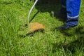 Lawn mower at work, a working man mows high grass cares for gozon. Grass-cutter closeup Royalty Free Stock Photo