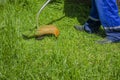 Lawn mower at work, a working man mows high grass cares for gozon. Grass-cutter closeup Royalty Free Stock Photo