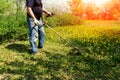 Man mows a spring green lawn with dandelions in the garden. trimming dandelions and other weeds in the yard. an overgrown backyard Royalty Free Stock Photo