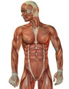 Man muscle structure front view Royalty Free Stock Photo