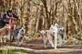 Man musher rides on three wheeled cart with four Siberian Husky sled dogs in harness on forest