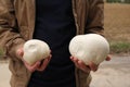 A man, a mushroom picker, holding large mushrooms in his hands, Lycoperdaceae, close-up Royalty Free Stock Photo