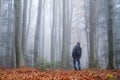 Man in the mysterious dark beech forest in fog Royalty Free Stock Photo