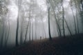 Man in mysterious fantasy forest with fog in autumn