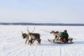 Man in national dress goes on the home reindeer in Yamal tundra
