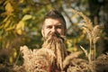 Man with natural spikelet beard sunny fall.