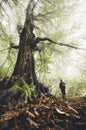 Man near giant old tree in enchanted forest with fog Royalty Free Stock Photo