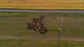 Man near herd of sheep followed by dogs under power lines on a field. captured from drone Royalty Free Stock Photo