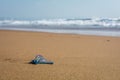 Man-o-War washed ashore on sandy beach with breakers in the background Royalty Free Stock Photo