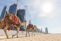 Man offering camel ride on Jumeirah beach, Dubai, United Arab Emirates. Royalty Free Stock Photo