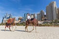 Man offering camel ride on Jumeirah beach, Dubai, United Arab Emirates.