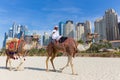 Man offering camel ride on Jumeirah beach, Dubai, United Arab Emirates.