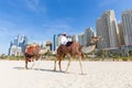 Man offering camel ride on Jumeirah beach, Dubai, United Arab Emirates. Royalty Free Stock Photo