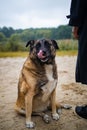 Man with old dog in forest. Lonely homeless stray dog sitting near man.