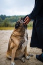 Man with old dog in forest. Lonely homeless stray dog sitting near man.