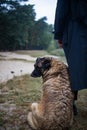 Man with old dog in forest. Lonely homeless stray dog sitting near man.