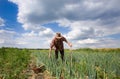 Man in onion field