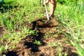 Man in an Onion Garden Gardening with a Hoe Royalty Free Stock Photo