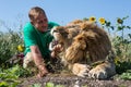 The man opens the jaws of a lion in safari park Taigan, Crimea, Royalty Free Stock Photo