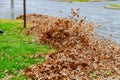 Man operating a heavy duty leaf blower: the leaves are being swirled up and glow in the pleasant sunlight