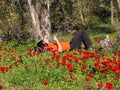 Man in an orange T-shirt is resting in a flowering forest