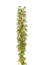 Man Orchid - Aceras anthropophorum
