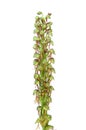 Man Orchid - Aceras anthropophorum Royalty Free Stock Photo