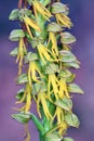 The man orchid flowers (Orchis anthropophora or Aceras anthropophorum)
