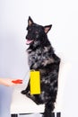 Man painting his dog doing renovation work in room. Good relationship between a dog and his owner Royalty Free Stock Photo