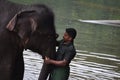 Man painting sign on forehead of elefant