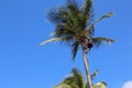 Man in palm tree, Guadeloupe