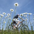 Man passes spring flowers under blue sky in dutch summer landscape Royalty Free Stock Photo