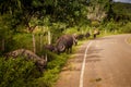 Man Pastures Bulls on Grass near Road against Tropical Plants