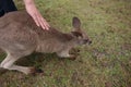 A man patting a baby kangaroo Royalty Free Stock Photo