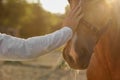 Man petting adorable horse outdoors on sunny day, closeup. Lovely domesticated pet