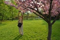 Man photographing Japanese cherry tree