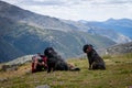 Man photographing two black dogs in the mountain Royalty Free Stock Photo