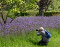 Man photographs blue Camassia Leichtlinii flowers photographed in springtime at RHS Wisley garden, Surrey UK. Royalty Free Stock Photo