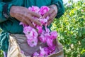 Man and picked by him fresh pink roses Rosa damascena, Damask rose for perfumes and rose oil in garden on a bush during spring.