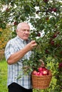 Man picking apples Royalty Free Stock Photo