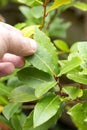 Man picking a bay leaf from a laurel bay tree, Laurus nobilis.