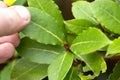 Man picking a bay leaf from a laurel bay tree, Laurus nobilis. Royalty Free Stock Photo