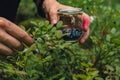 Man picking berries, process of collecting harvesting into glass jar in the forest. Bush of ripe wild blackberry in