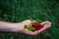 man picking berries in the woods. Handful (Fistful) of red cranberries. Fresh berries. No people. Only the hands, palms Royalty Free Stock Photo